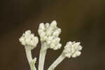 Semaphore thoroughwort